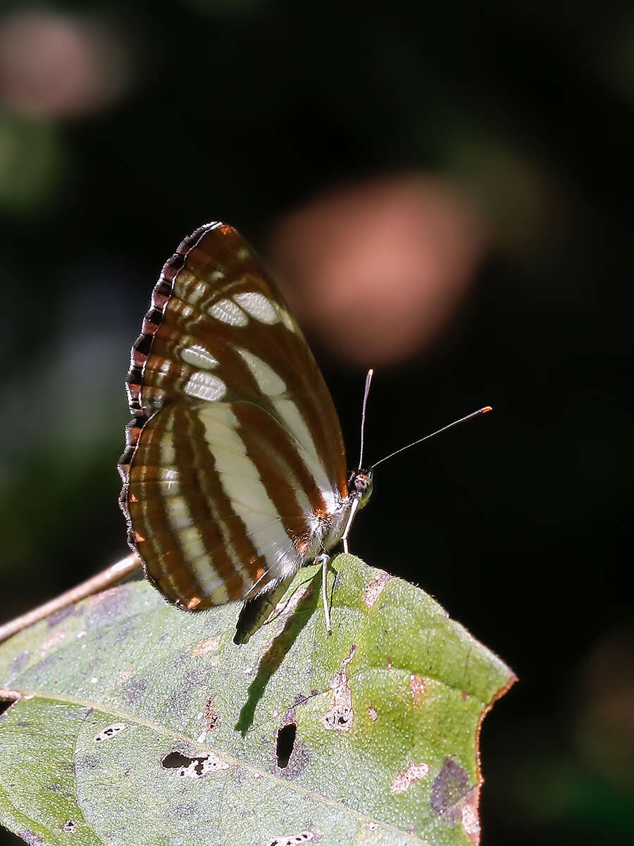 Image of Neptis clinia Moore 1872