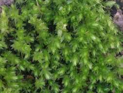 Image of horn calcareous moss