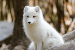 Image of Arctic Fox