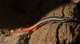 Image of Lined Firetail Skink