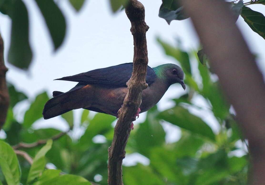 صورة Columba malherbii Verreaux, J, Verreaux & E 1851