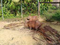 Image of Capybaras