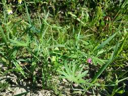 Plancia ëd Geranium dissectum L.