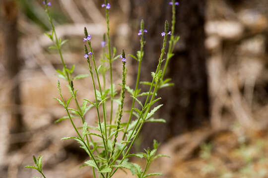 Image of vervain