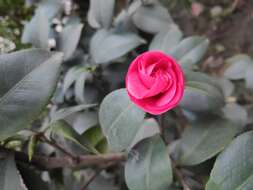 Image of camellia