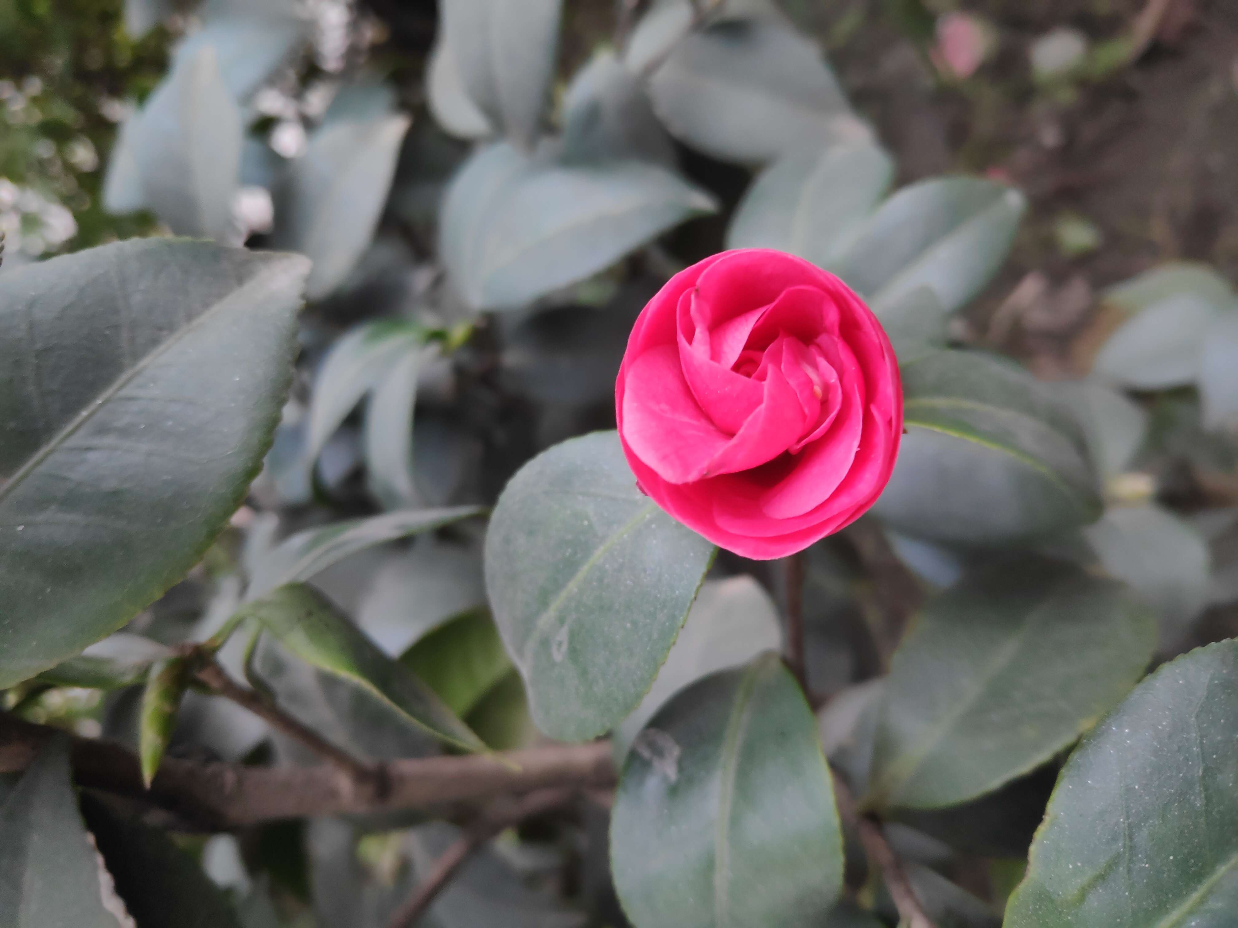 Image of camellia