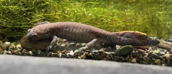 Image of Asian Salamanders