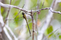 Image of Mangrove Darner