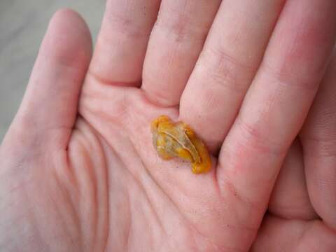 Image of Sargassum slug