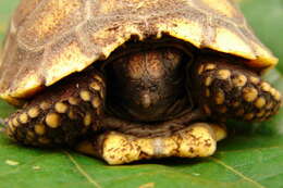 Image of Yellow-footed Tortoise