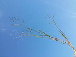 Image of fall panicgrass