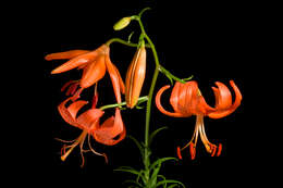 Image of Lilium davidii Duch. ex Elwes