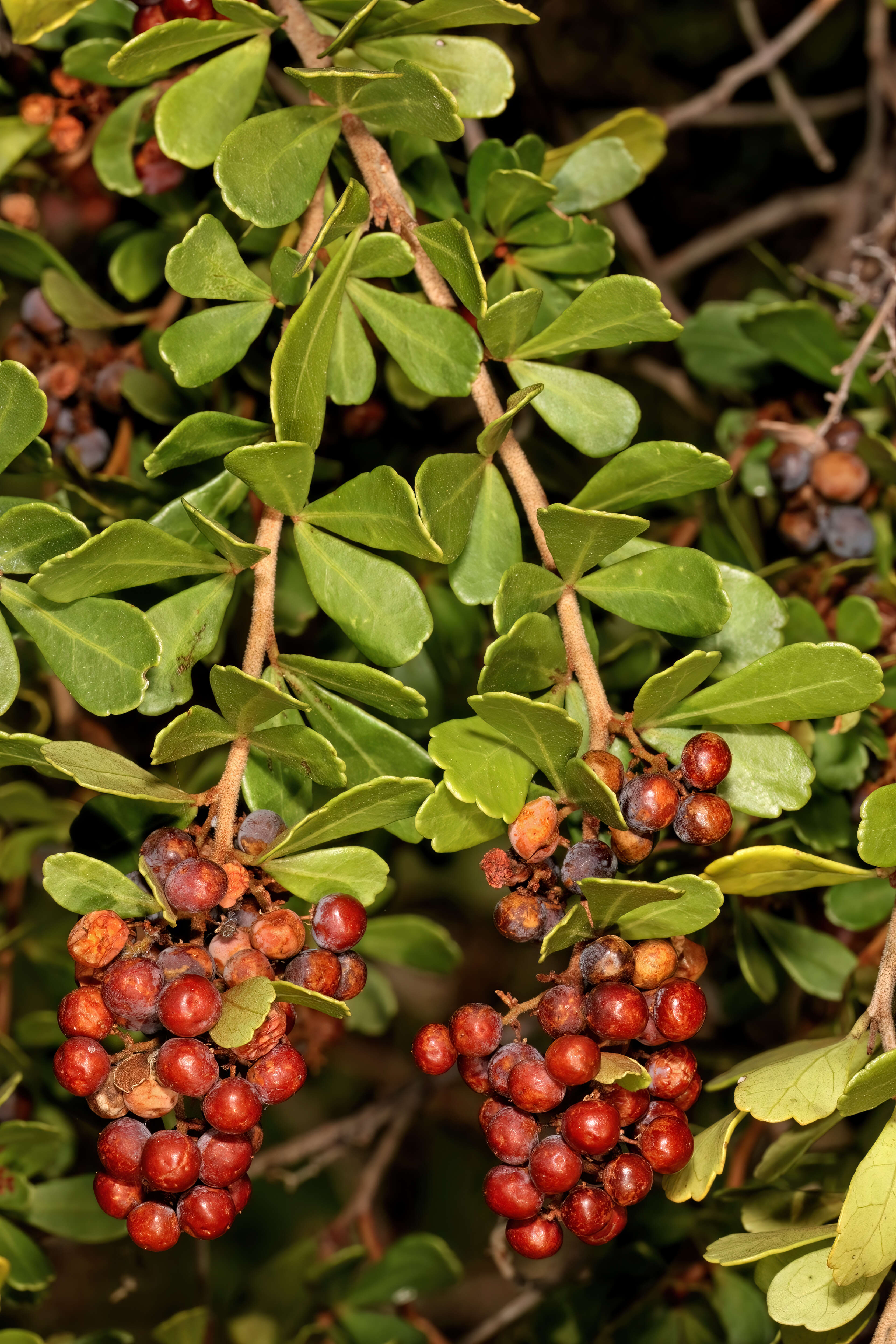 Image of Searsia crenata (Thunb.) Moffett