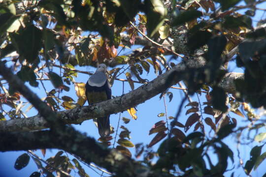 Image of Banded Fruit Dove