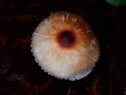 Leucoagaricus rubrotinctus (Peck) Singer 1948 resmi