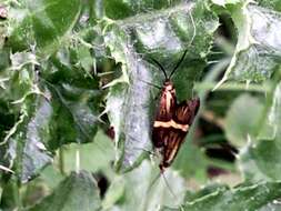 Imagem de Nemophora degeerella Linnaeus 1758