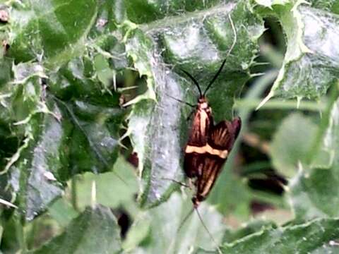 Imagem de Nemophora degeerella Linnaeus 1758