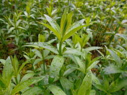 Image of European bedstraw