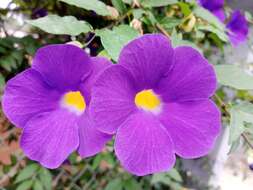 Image de Thunbergia erecta (Benth.) T. Anders.