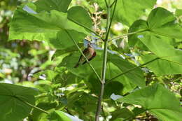 Image of Rose-breasted Grosbeak