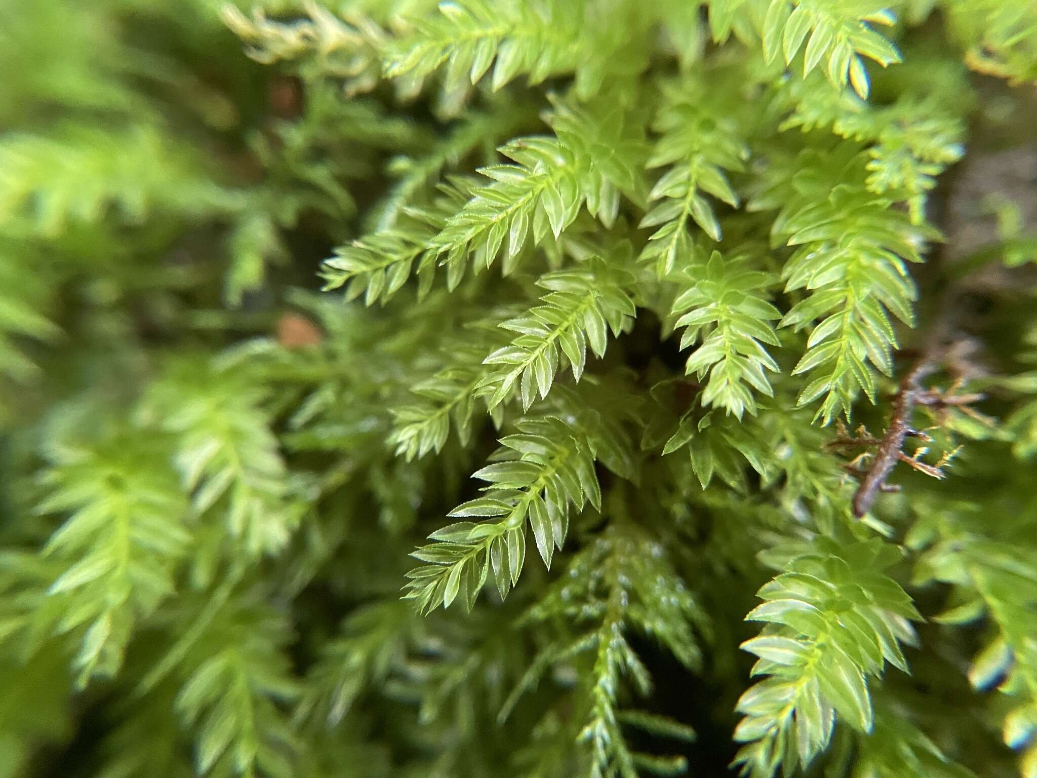 Image of horn calcareous moss