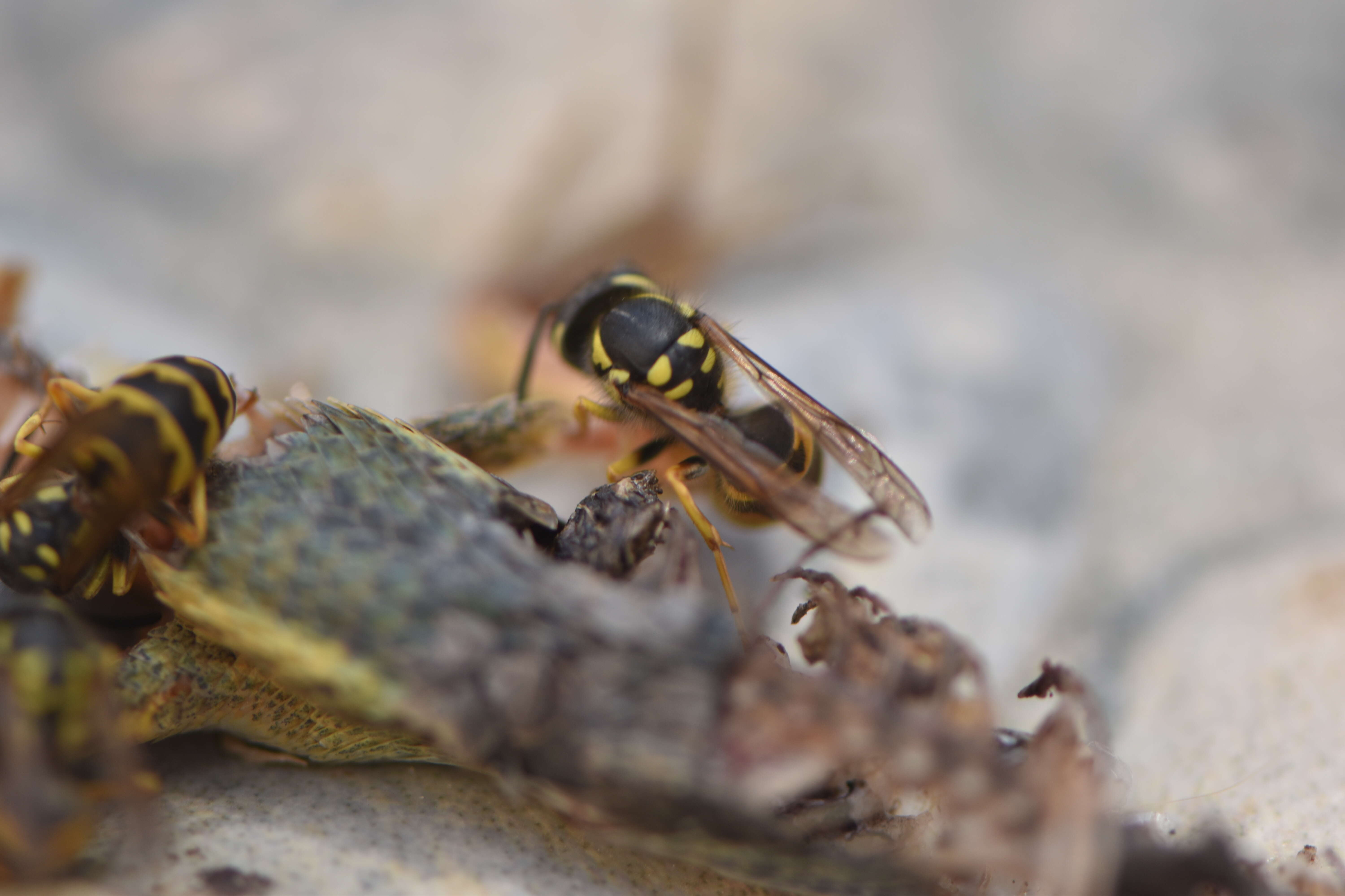 Image of German Wasp