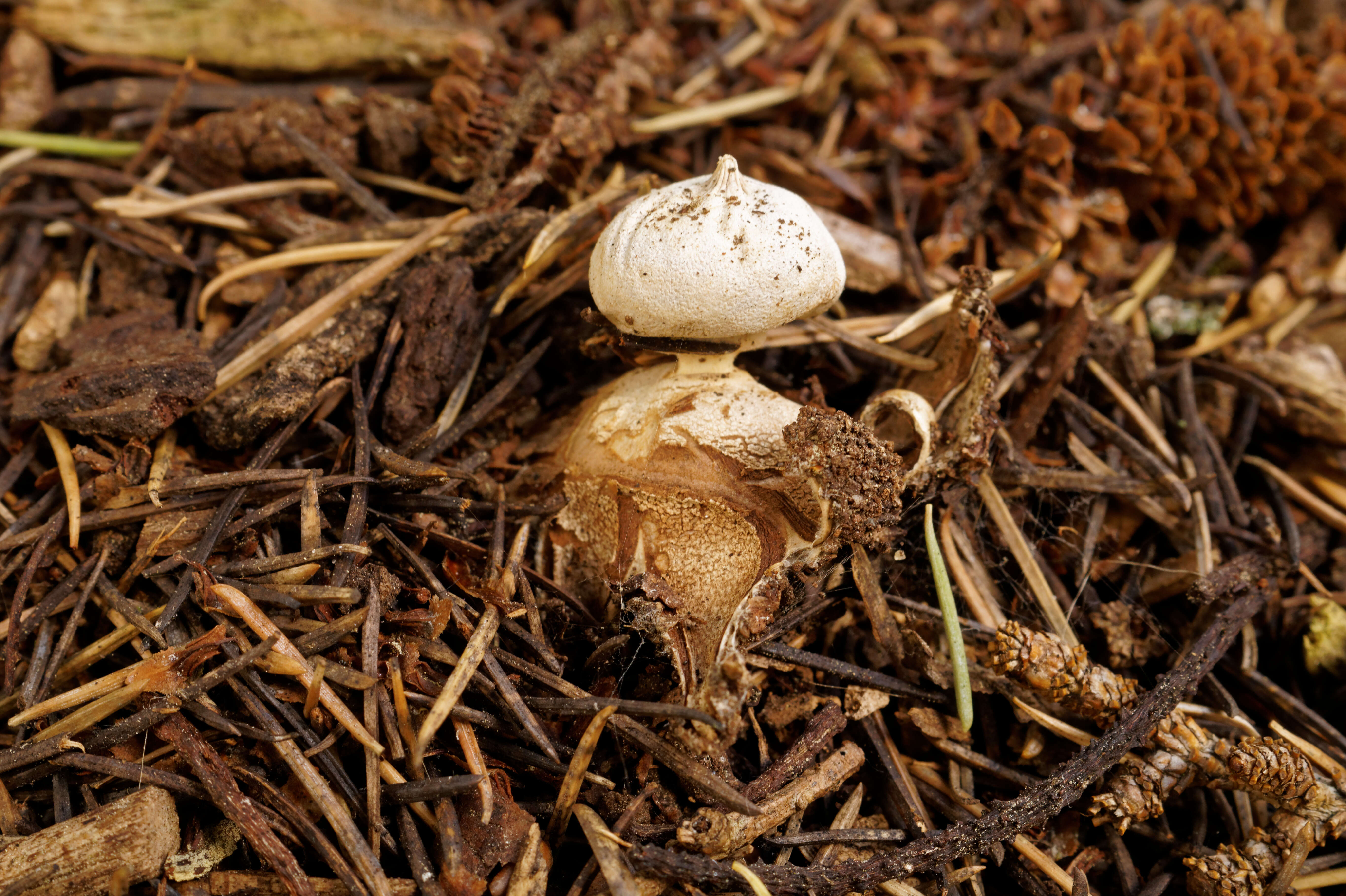 Image of Geastrum campestre Morgan 1887