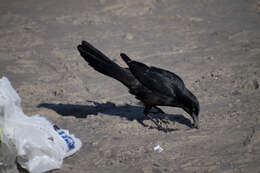 Image of Boat-tailed Grackle