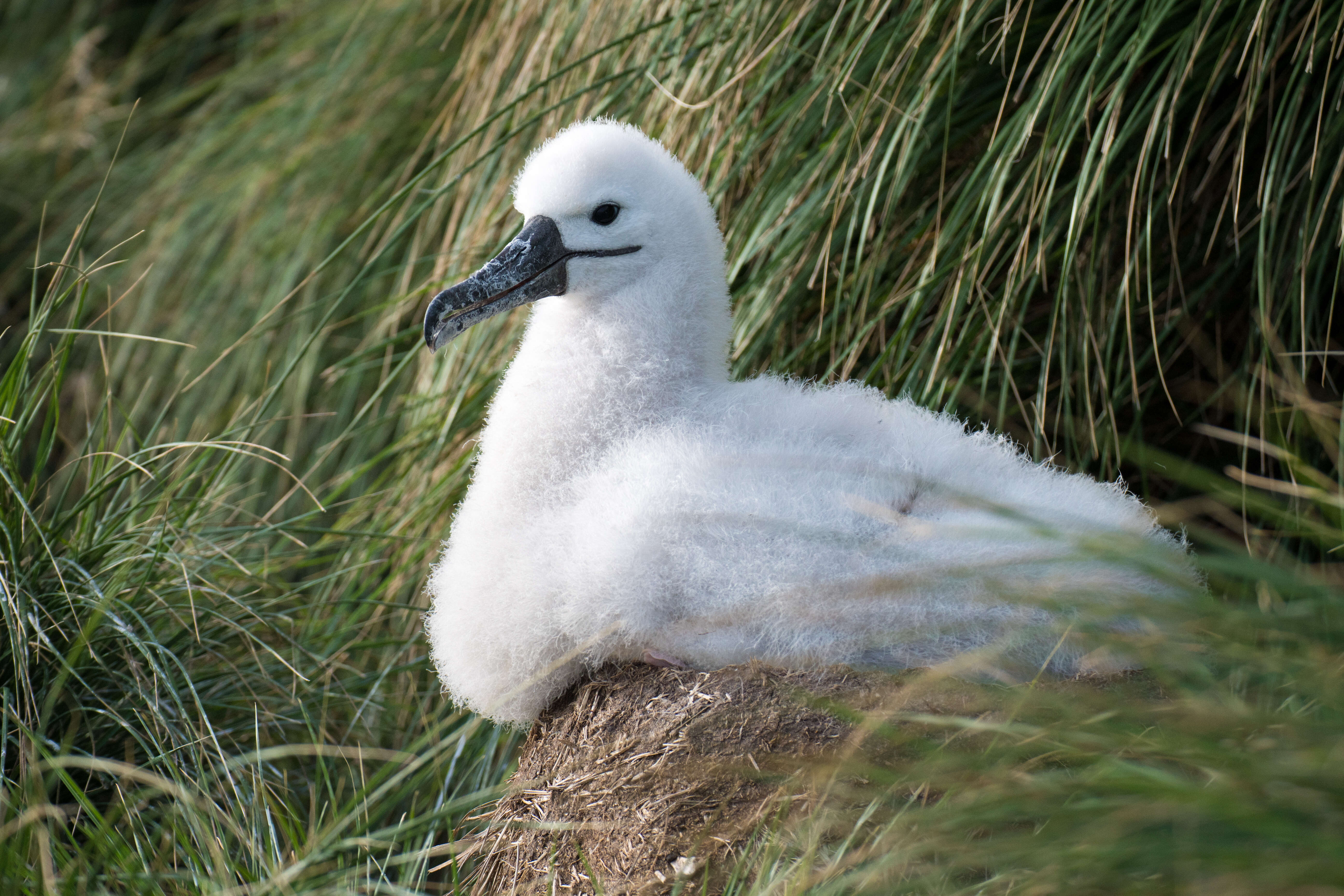 Image de Albatros de Carter