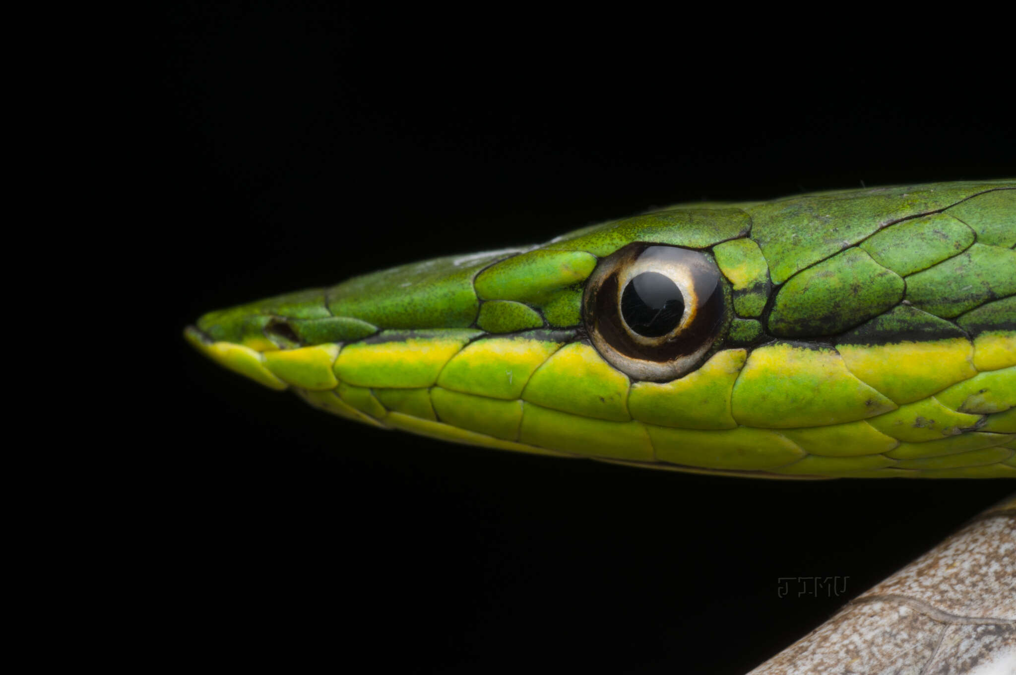 Image of Pointed snake