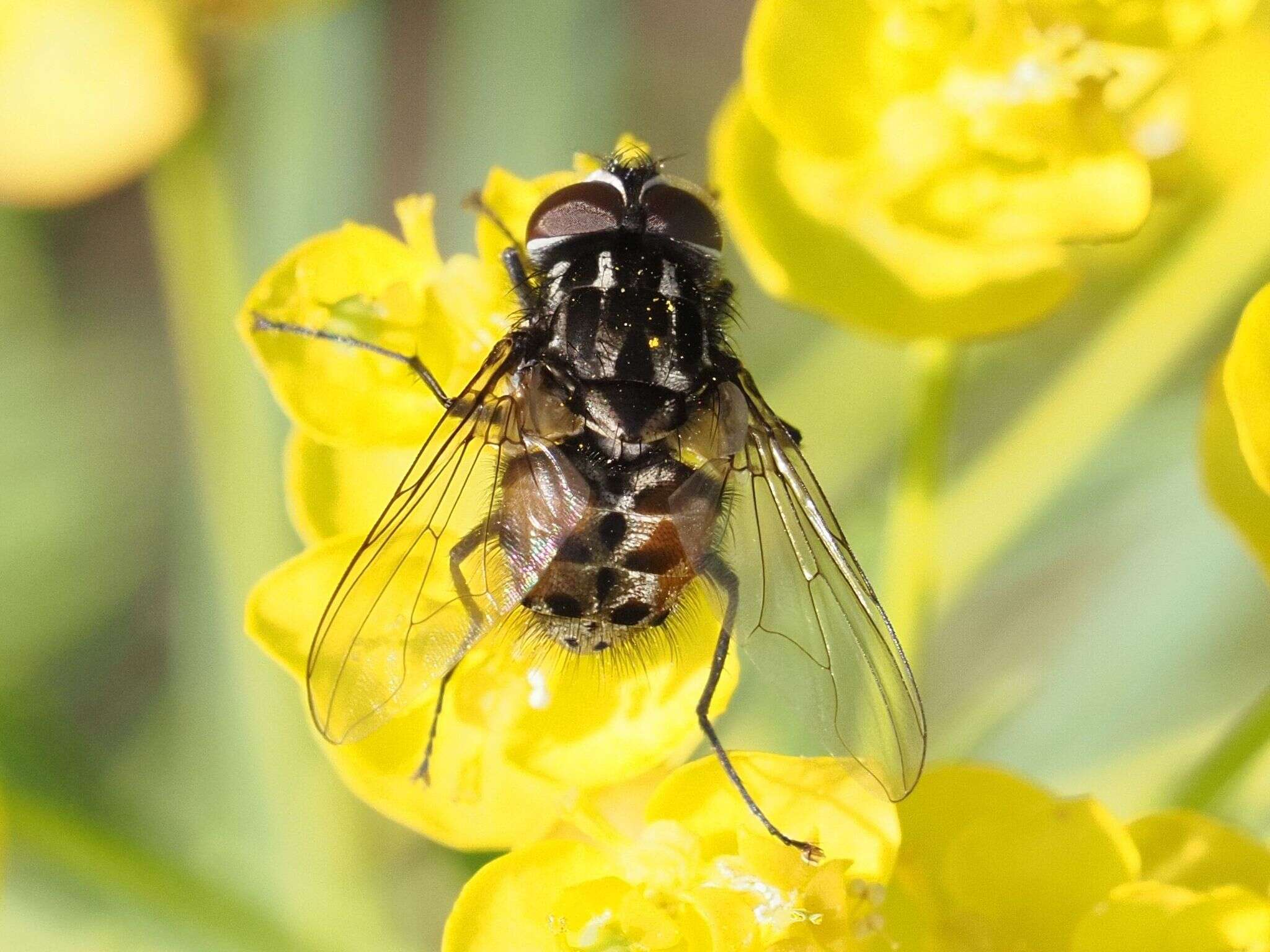 Image of House fly