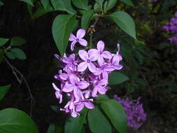 Image de Syringa chinensis Willd.