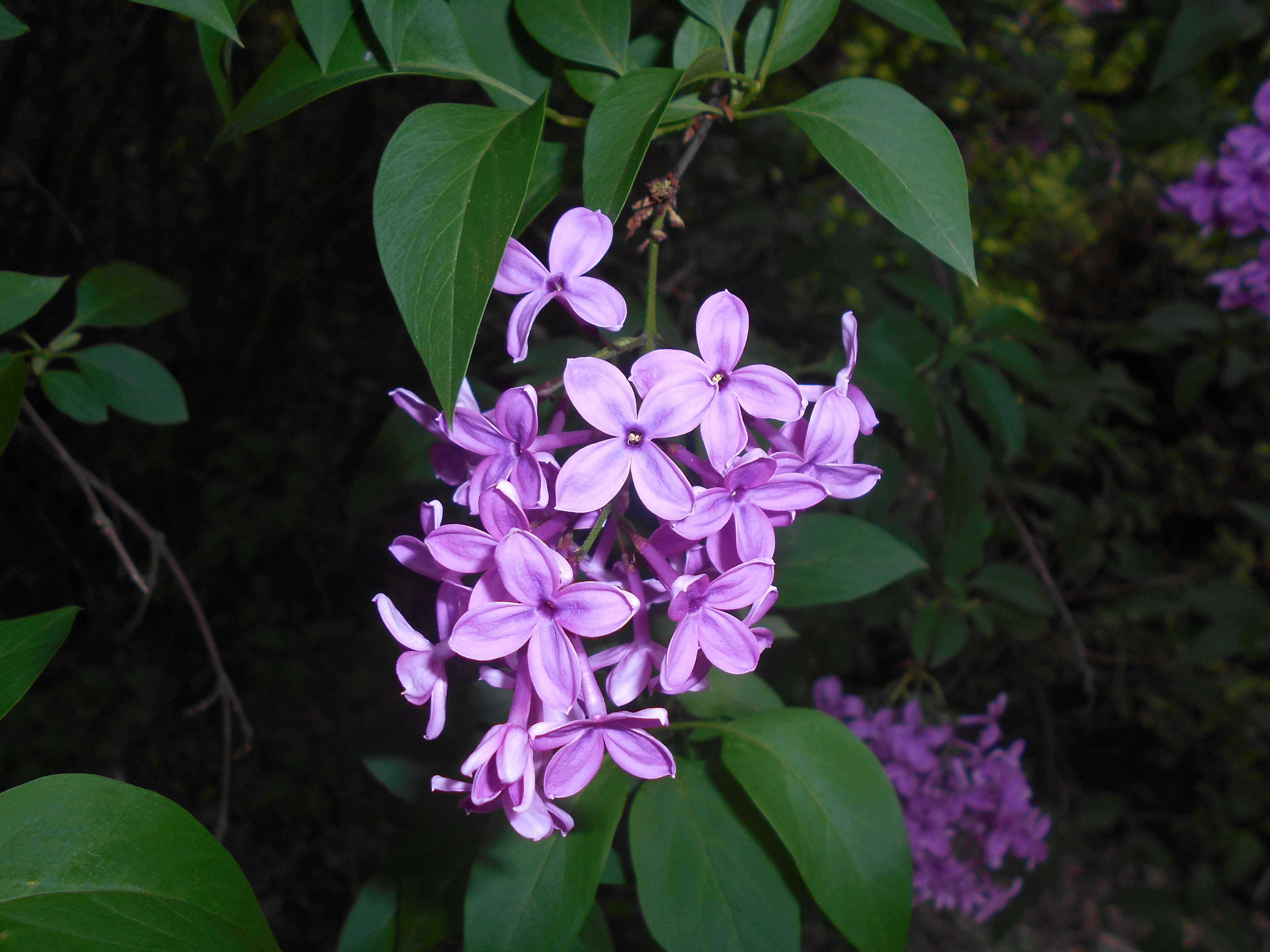 Image de Syringa chinensis Willd.