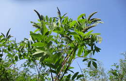 Amorpha fruticosa L. resmi