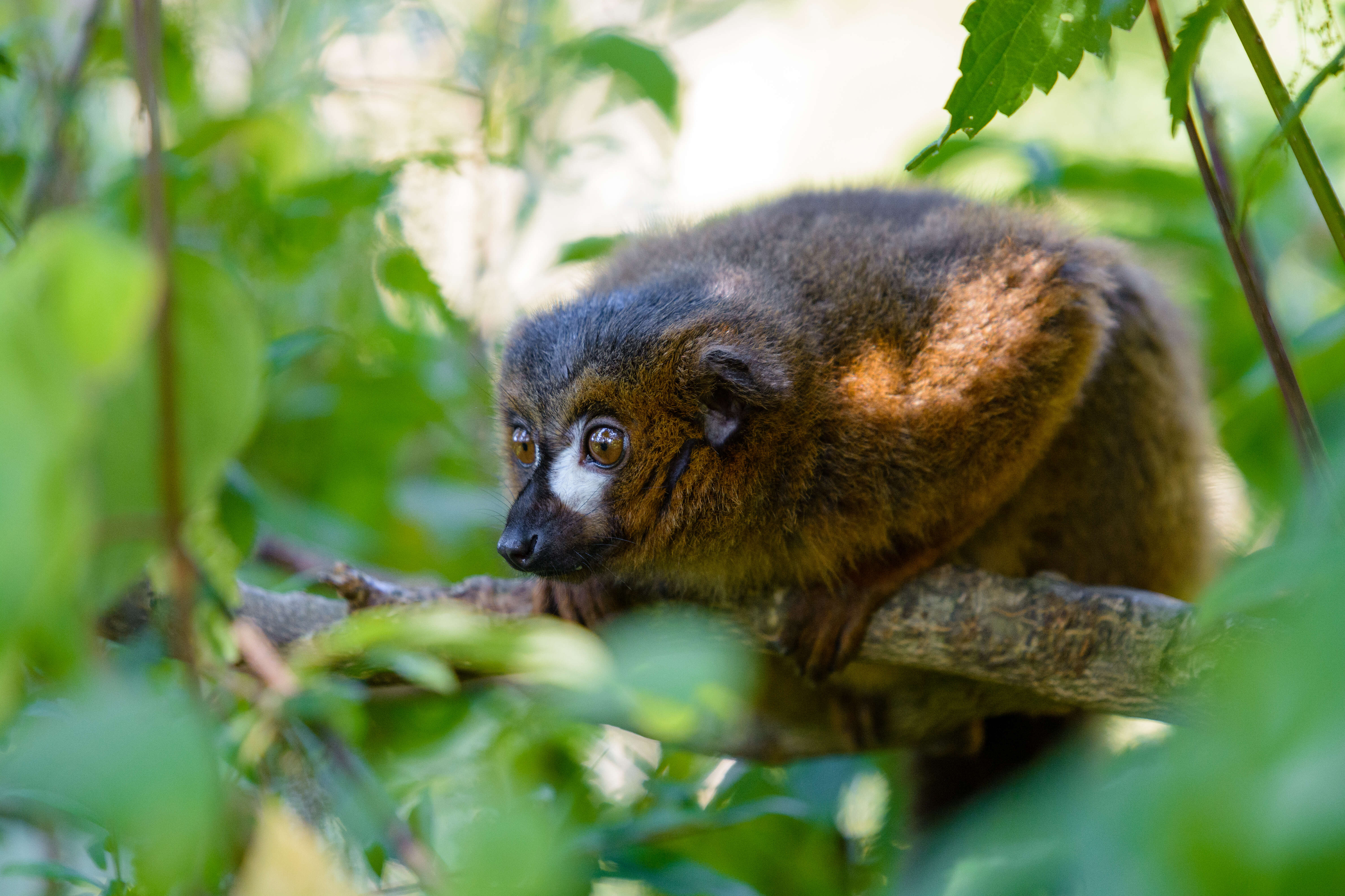 Image of Red-bellied Lemur