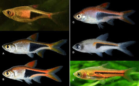 Image of Espe's rasbora