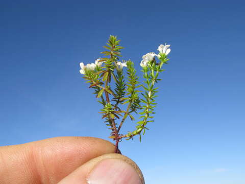 Image of Asperula conferta Hook. fil.