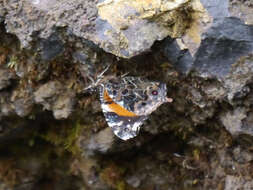 Image of Vanessa dimorphica