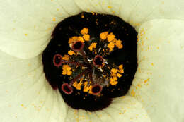 Image of flower of an hour