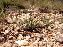 Image of Idaho fleabane