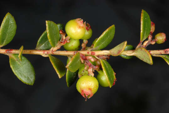 Vaccinium crassifolium Andr. resmi