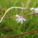 Слика од Scaevola thesioides Benth.