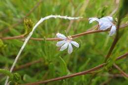 Слика од Scaevola thesioides Benth.