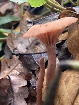 Image of Laccaria laccata (Scop.) Cooke 1884