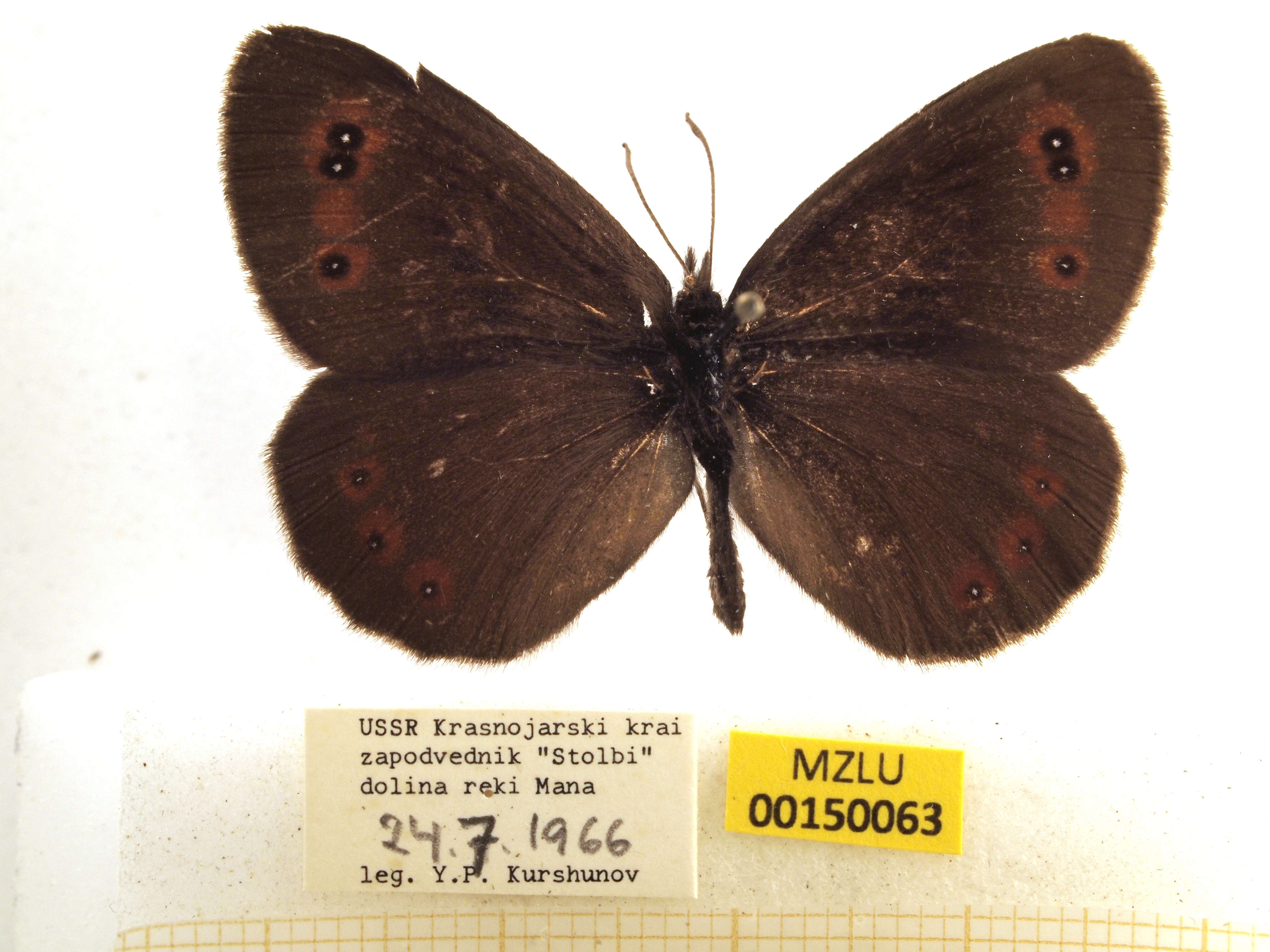 Image of scotch argus