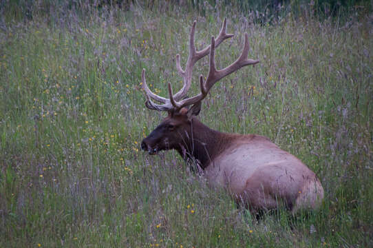 Cervus canadensis roosevelti的圖片