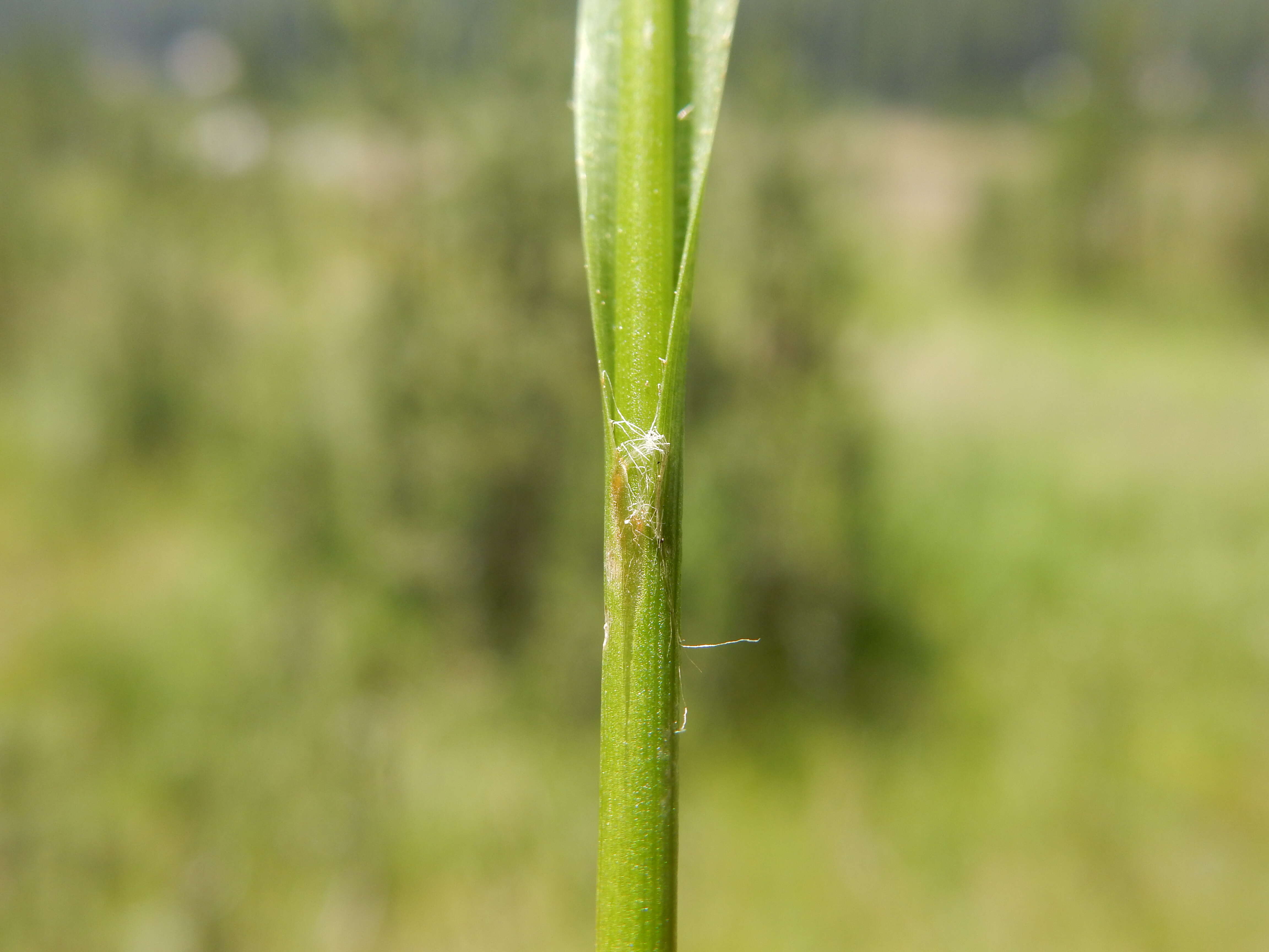 Image de Luzula parviflora (Ehrh.) Desv.