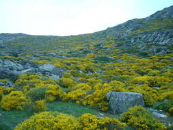 Image of Cytisus oromediterraneus