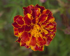 Tagetes erecta L. resmi