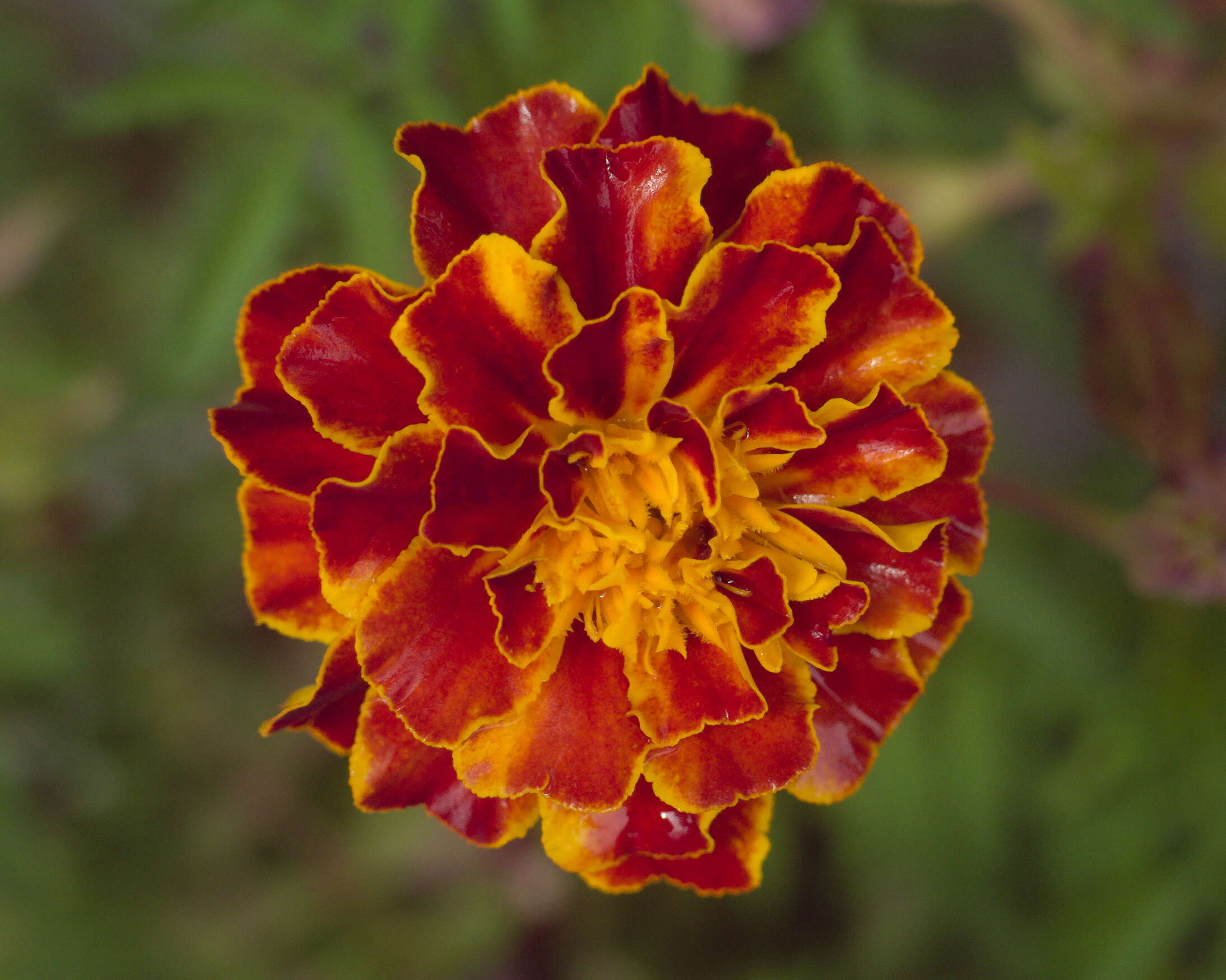 Tagetes erecta L. resmi